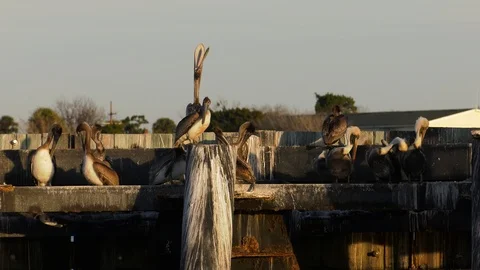 Pelicans sitting dock piling Stock Footage 109222451