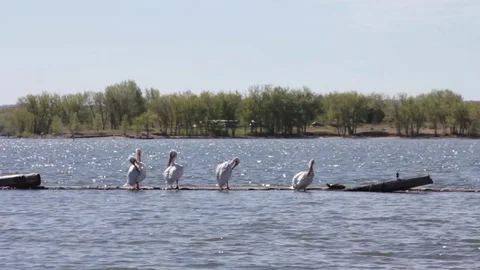 Pelicans sitting in marina Stock Footage 77335515