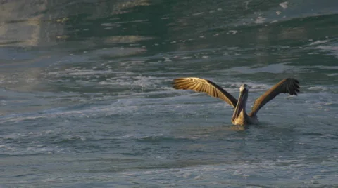 Pelicans sitting on the Pacific Ocean. 스톡 동영상 68028025