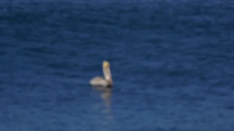 Pelicans sitting on the Pacific Ocean. 스톡 동영상 70440234
