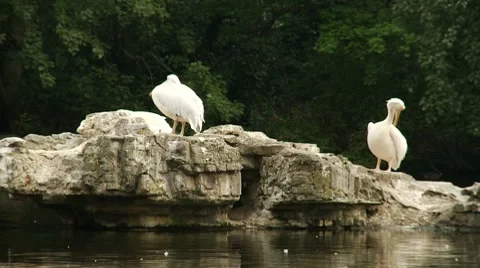 Pelicans sitting on a rock Vídeo Stock 7728262