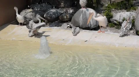 Pelicans sitting by the water Stock Footage 42856917