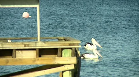 Pelicans Slow Motion Stock Footage 10564945