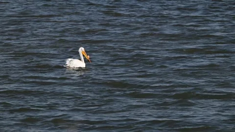 Pelicans in Southern Alberta Видео 310910032