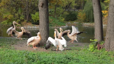 Pelicans Stand And Run Video stock 48697056