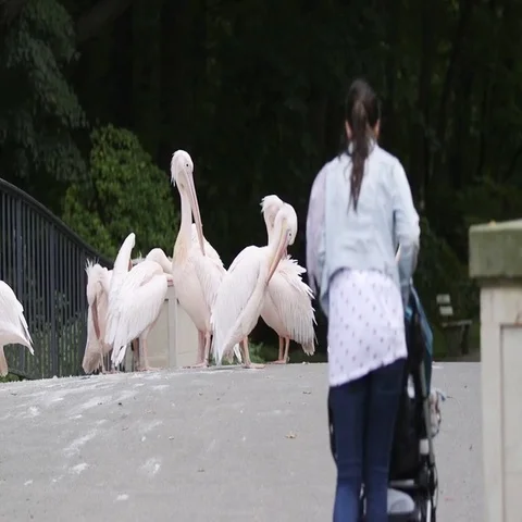 Pelicans on street Stock Footage 69493746