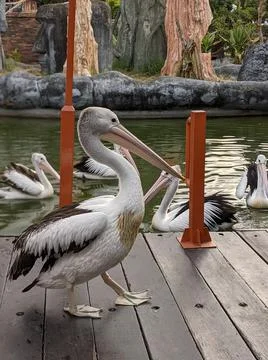 Pelicans stroll on the boat deck while waiting for zoo visitors to come and f Stock Photos