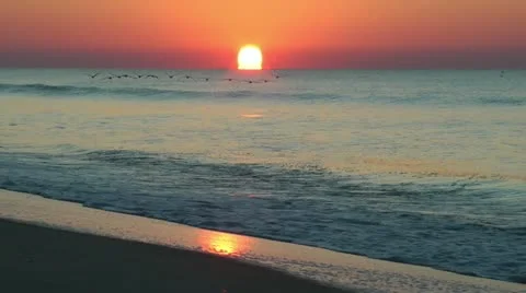 Pelicans at sunrise Stock Footage 11058780