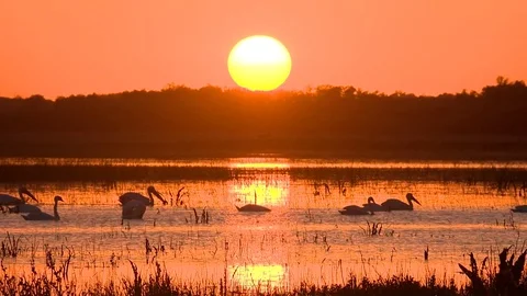 Pelicans at sunset in Danube Delta Stock Footage 74410520