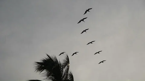 Pelicans at sunset Stock Footage 37273468