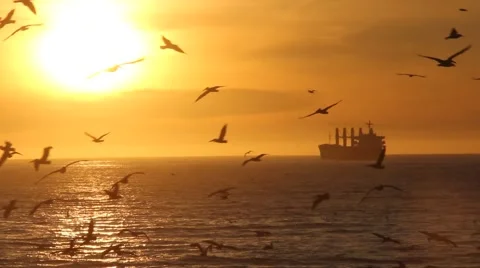 Pelicans at Sunset Stock Footage 46476964