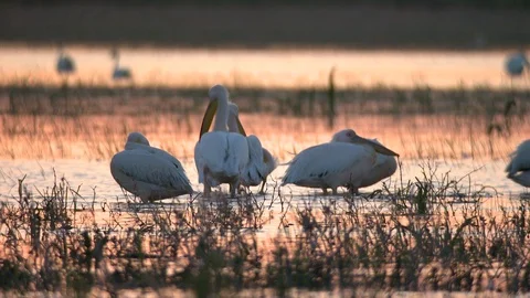 Pelicans in sunset 스톡 동영상 91388107