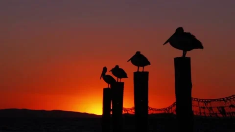 Pelicans at Sunset silhouette Stock Footage 155217249