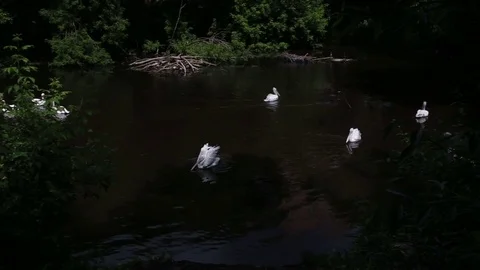 Pelicans swim in the pond Stock Footage