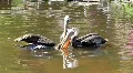Pelicans swimming close up water pond HD Footage