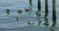 Pelicans Swimming HD Footage