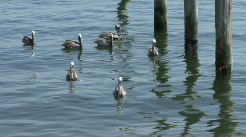 Pelicans Swimming Stock Footage 129772