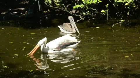Pelicans swimming Stock Footage 12008361