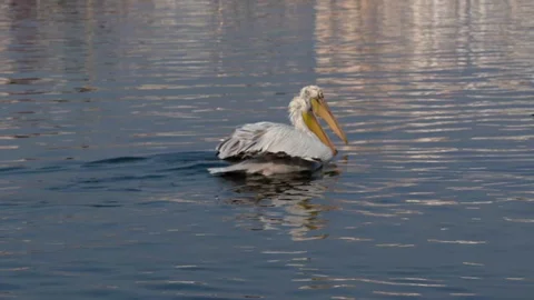 Pelicans Swimming Stock Footage 104123432