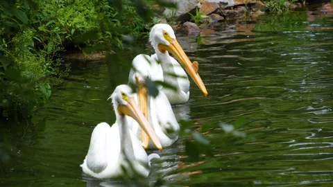 Pelicans swimming Stock Footage 254169140