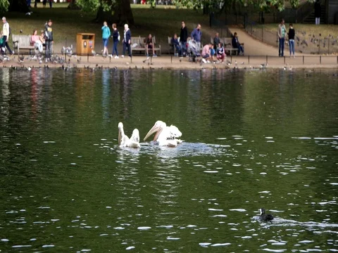 Pelicans swimming in the lake. Stock Footage 70179256