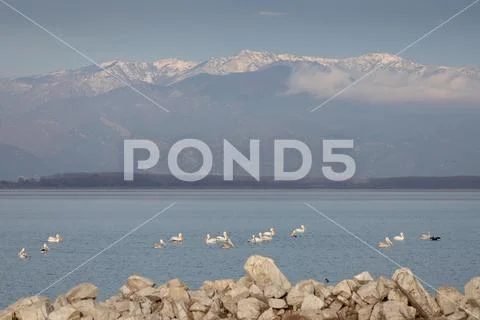 Pelicans swimming in Vistonida lake during winter, under the snowy mountains Stock Photos