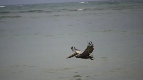 Pelicans take off Stock Footage 62873874