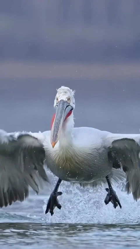 Pelicans take off Stock Footage 328024153