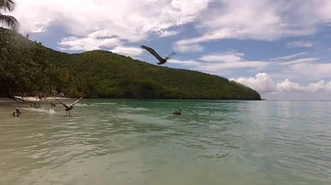 Pelicans Takeoff Stock Footage 24596193