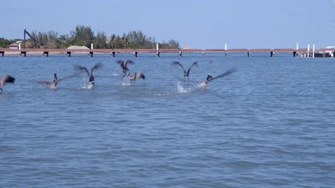 Pelicans Taking Flight in Belize Stock Footage 106032576