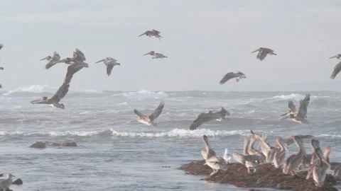 Pelicans Taking Flight over the Moss Beach Tide Pools, California Stock Footage 167772178