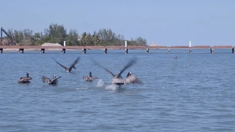 Pelicans Taking to Flight then Diving After Fish Stock Footage 106032248