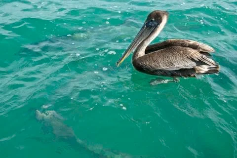 Pelicans &amp; Tarpons Foto stock