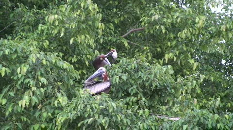 Pelicans in a Tree Stock Footage 435825