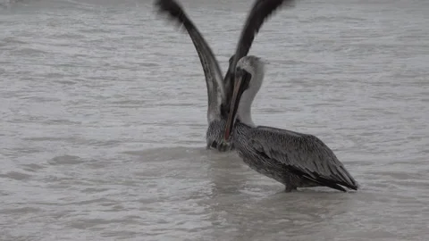 Pelicans, Tulum, Mexico Stock Footage 158053458