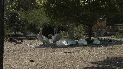 Pelicans under tree in park Stock Footage 93811605