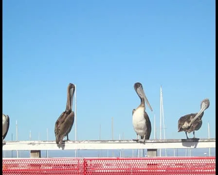 Pelicans V1 - PAL Stock Footage 12367475