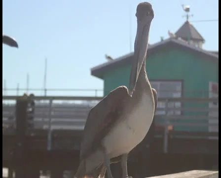 Pelicans V10 - PAL Stock Footage 12366874