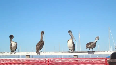 Pelicans V2 - HD Stock Footage 10795043