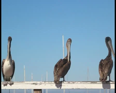 Pelicans V2 - PAL Video stock 12367395