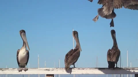 Pelicans V4 - HD Stock Footage 10795024