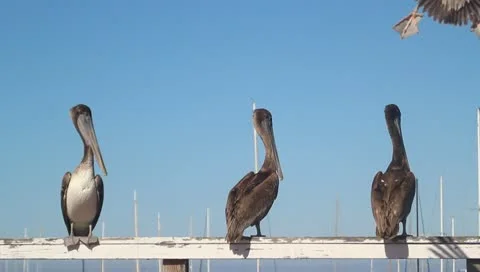 Pelicans V5 - HD Stock Footage 10795023