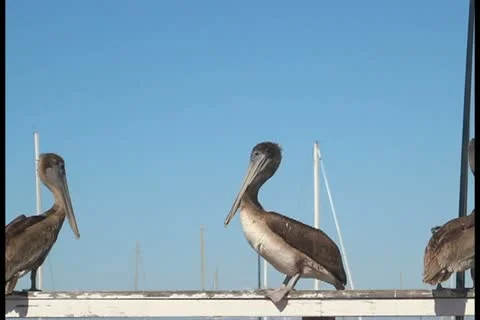 Pelicans V5 - PAL Video stock 12374314