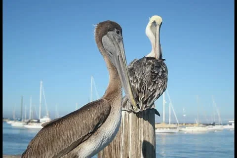 Pelicans V6 - PAL Stock Footage 12374283