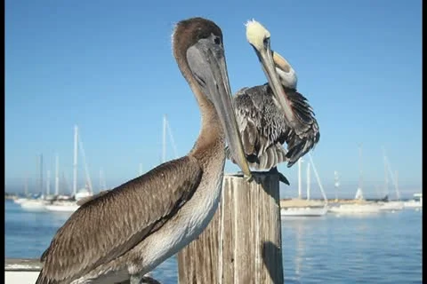 Pelicans V7 - PAL Stock Footage 12374245
