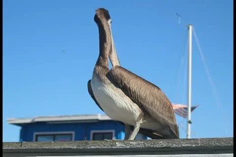 Pelicans V8 - PAL Stock Footage 12374188