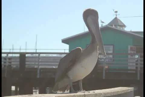 Pelicans V9 - PAL Stock Footage 12374149