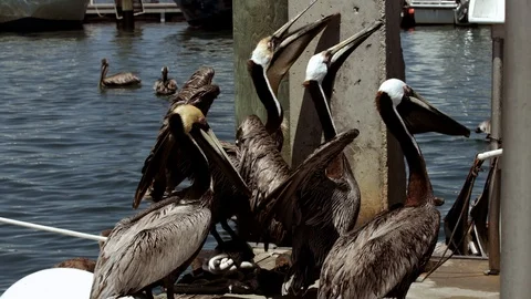 Pelicans Waiting to be Fed. Stock Footage 109288906