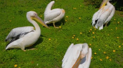 Pelicans wash feathers Stock Footage 62909017