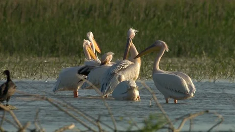 Pelicans watching to camera in Danube Delta Stock Footage